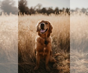 Father of the Golden Labrador puppies born on 05/30/2025
