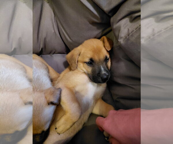 Medium Photo #3 German Shepherd Dog-Unknown Mix Puppy For Sale in Holly Springs, NC, USA