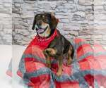 Small #5 Beagle-Colonial Cocker Spaniel Mix