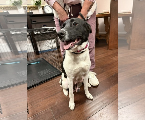 Medium Photo #26 Mutt Puppy For Sale in Holly Springs, NC, USA