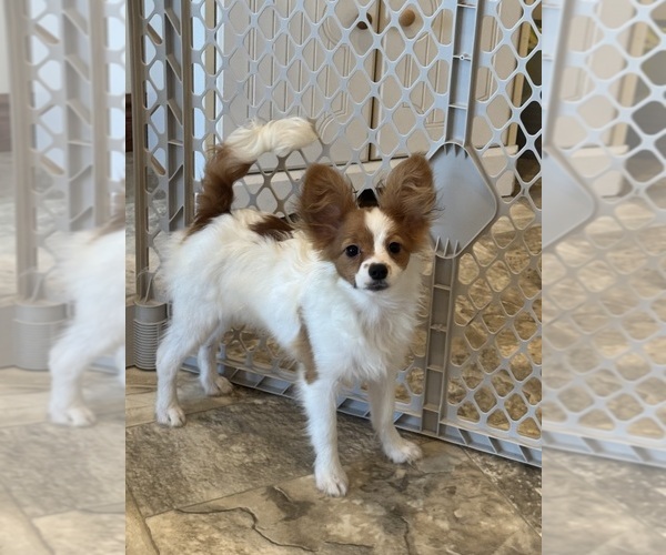 Medium Photo #3 Papillon Puppy For Sale in CANOGA, NY, USA