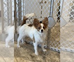 Small #2 Papillon
