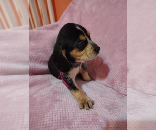 Medium Photo #4 Beagle Puppy For Sale in BOWLING GREEN, MO, USA