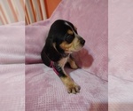 Small Photo #31 Beagle Puppy For Sale in BOWLING GREEN, MO, USA