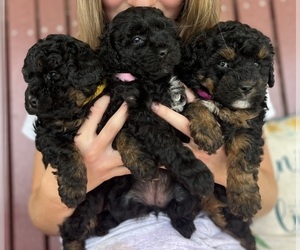 Poodle (Toy) Puppy for Sale in OLIVE HILL, Kentucky USA
