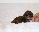 Small Photo #16 Poodle (Toy)-YorkiePoo Mix Puppy For Sale in DYERSBURG, TN, USA