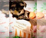 Small #3 Yorkshire Terrier