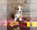Small #10 Pembroke Welsh Corgi