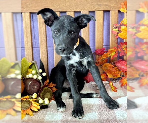 Medium Photo #2 Feist Terrier-Unknown Mix Puppy For Sale in Genesee, WI, USA