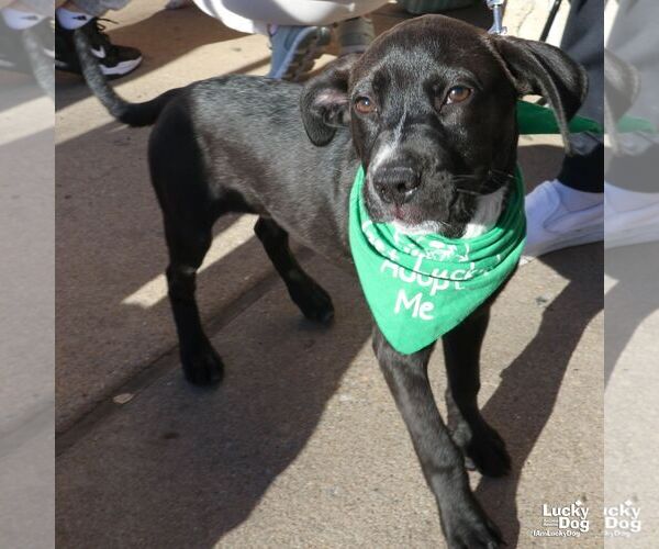 Medium Photo #2 Labrador Retriever-Retriever  Mix Puppy For Sale in Washington, DC, USA