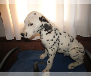 Dalmatian Puppy for sale in KOKOMO, IN, USA