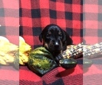 Small Photo #11 Doberman Pinscher Puppy For Sale in WESTON, WI, USA