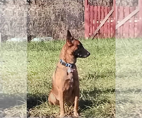 Medium Photo #6 Mutt Puppy For Sale in Imlay City, MI, USA