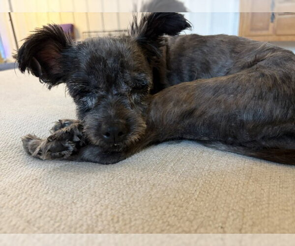 Medium Photo #2 Miniature Schnauzer-Unknown Mix Puppy For Sale in Holland, MI, USA