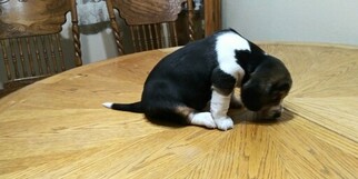 Beagle Puppy for sale in SACRAMENTO, CA, USA
