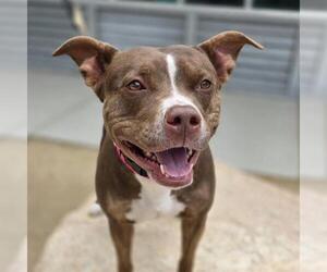 Mutt Dogs for adoption in Las Vegas, NV, USA