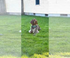 Mother of the Wirehaired Pointing Griffon puppies born on 03/20/2023