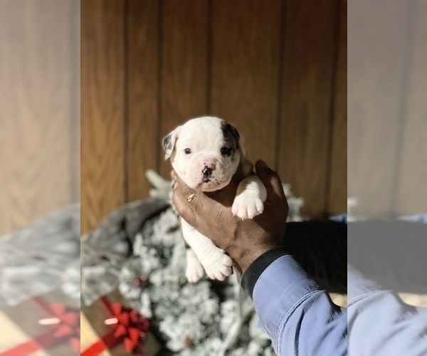 Medium Photo #3 Alapaha Blue Blood Bulldog Puppy For Sale in DETROIT, MI, USA