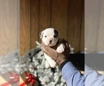Small Photo #3 Alapaha Blue Blood Bulldog Puppy For Sale in DETROIT, MI, USA