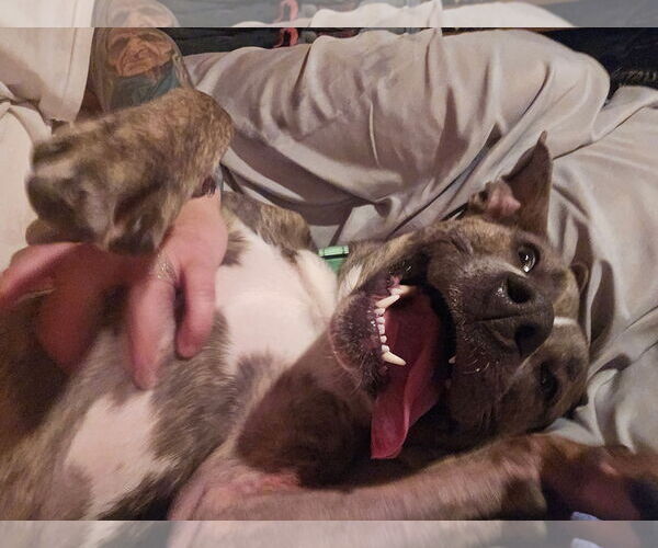 Medium Photo #3 Mutt Puppy For Sale in Uwchlan, PA, USA