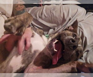 Hops - Female Mutt Dog for Adoption - Photo #3
