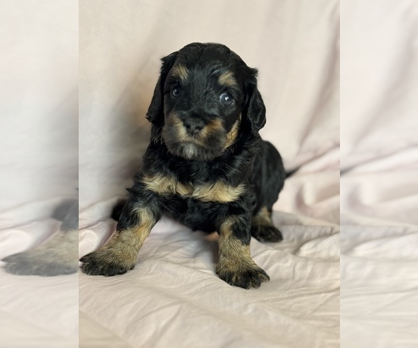 Medium Photo #6 Bernedoodle (Miniature) Puppy For Sale in LONGMONT, CO, USA