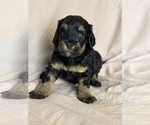 Venice - Female Bernedoodle (Miniature) Puppy for Sale - Photo #6