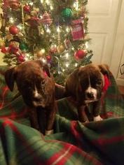 Boxer Puppy for sale in BUFFALO, NY, USA