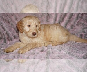 Labradoodle mix (+ Poodle Standard) Puppy for sale in LA HABRA, CA, USA
