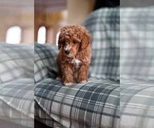 Poodle (Miniature) Puppy for sale in FREDERICK, MD, USA