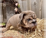 Small Photo #5 Bulldog Puppy For Sale in JACKSONVILLE, FL, USA
