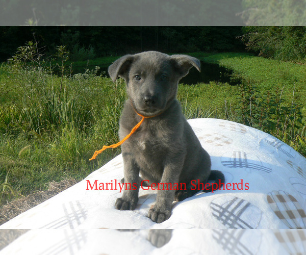 Medium Photo #4 German Shepherd Dog Puppy For Sale in PIEDMONT, MO, USA