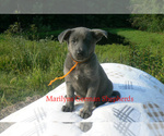 Small #3 German Shepherd Dog