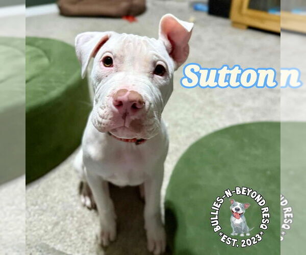 Medium Photo #20 Staffordshire Bull Terrier-Unknown Mix Puppy For Sale in Omaha, NE, USA