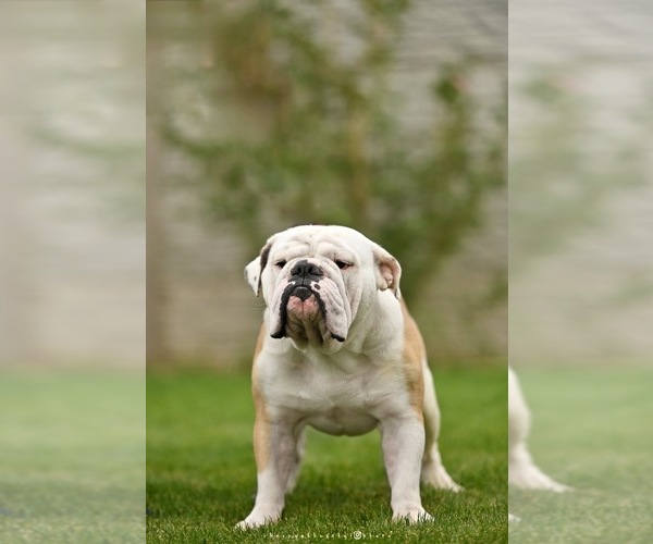 Medium Photo #1 English Bulldog Puppy For Sale in Balakliya, Kharkiv, Ukraine