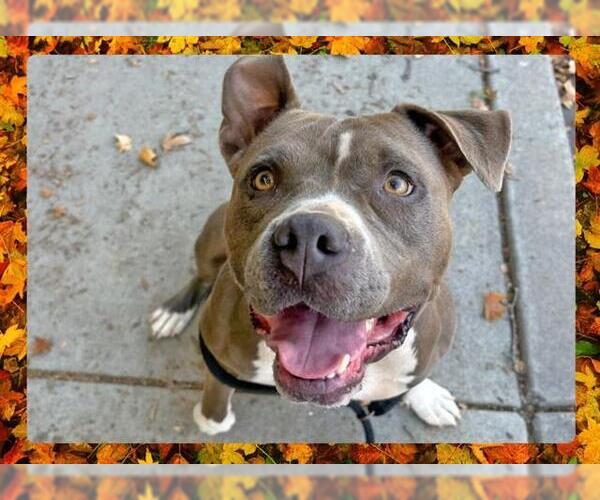 Medium Photo #9 American Pit Bull Terrier Puppy For Sale in Ojai, CA, USA