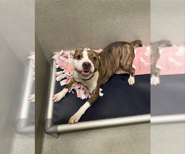 Medium Photo #1 American Pit Bull Terrier Puppy For Sale in Lee's Summit, MO, USA