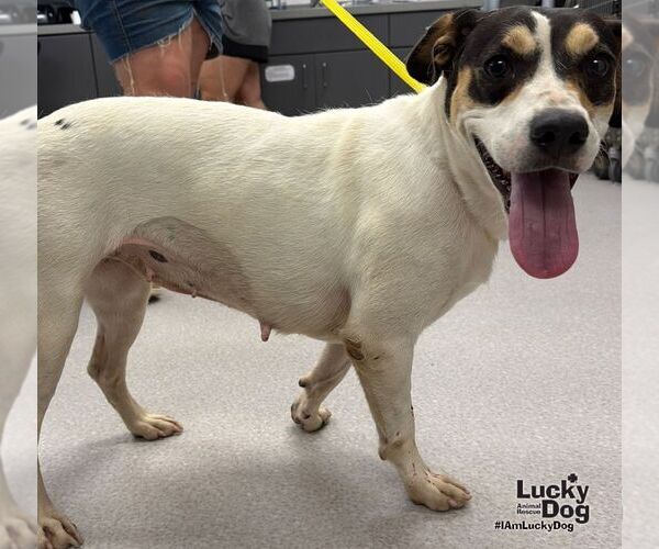 Medium Photo #3 Labrador Retriever-Unknown Mix Puppy For Sale in Washington, DC, USA