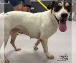 Small #2 Labrador Retriever Mix