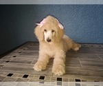 Small Photo #5 Poodle (Standard) Puppy For Sale in TAMPA, FL, USA