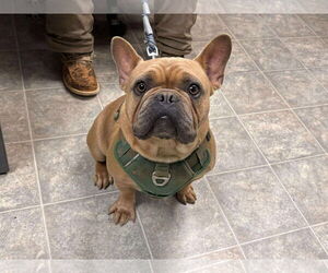 French Bulldog Dogs for adoption in Rustburg, VA, USA
