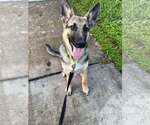Small #2 German Shepherd Dog