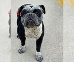 Small #1 Mutt
