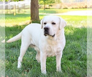 Father of the Labrador Retriever puppies born on 12/04/2024