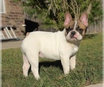 Small Photo #2 French Bulldog Puppy For Sale in KATY, TX, USA