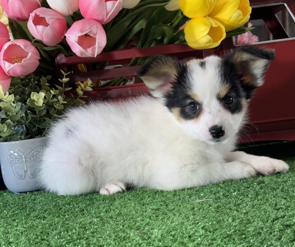 Medium Photo #4 Papillon Puppy For Sale in CANOGA, NY, USA