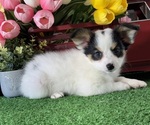 Small #3 Papillon