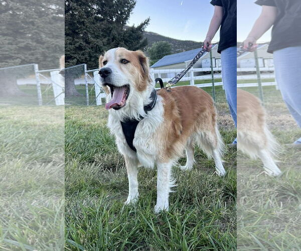 Medium Photo #2 Great Pyrenees Puppy For Sale in Bountiful, UT, USA