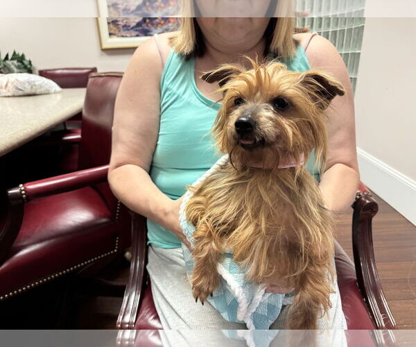 Medium Photo #6 Mutt Puppy For Sale in Holly Springs, NC, USA