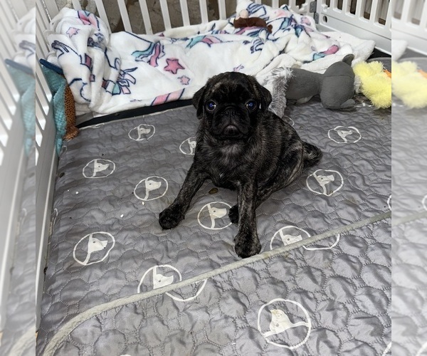 Medium Photo #31 Pug Puppy For Sale in TROY, MO, USA